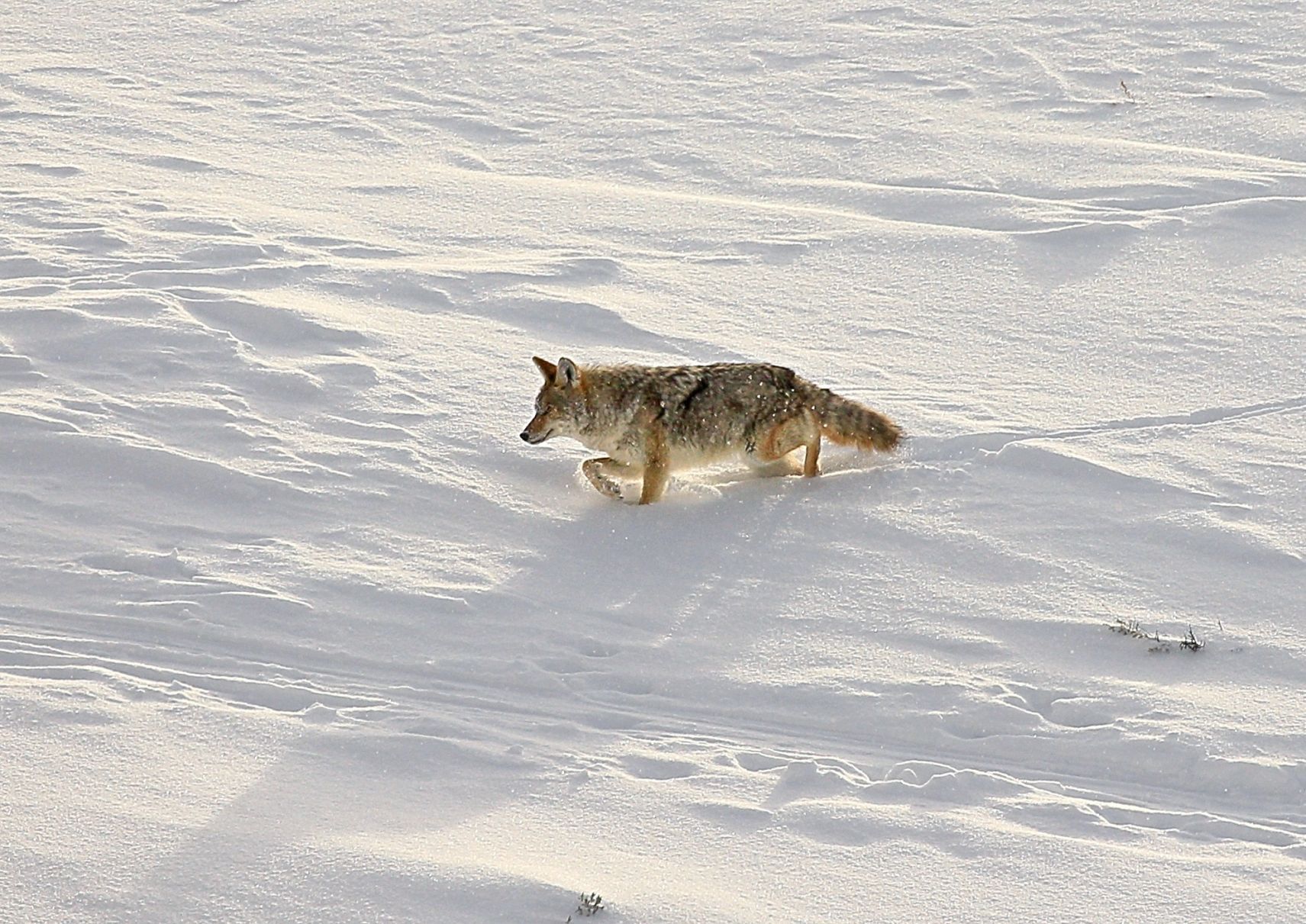 Yellowstone Coyote